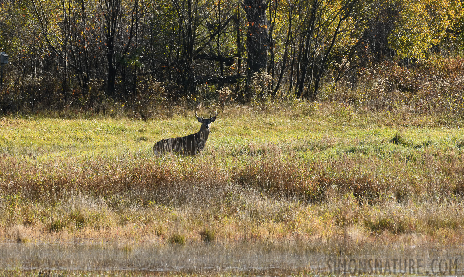 Odocoileus virginianus borealis [400 mm, 1/1250 Sek. bei f / 8.0, ISO 1250]